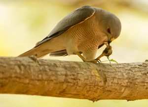 shikra